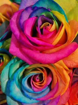 Картинка: Розы, лепестки, цвет, радужные