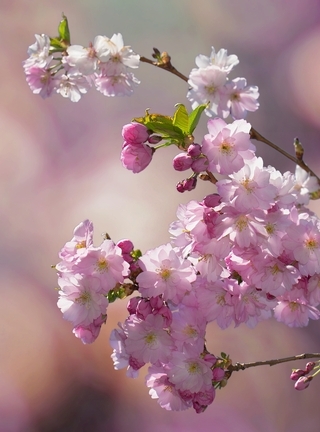 Image: Branch, flowers, flower, background, blurring