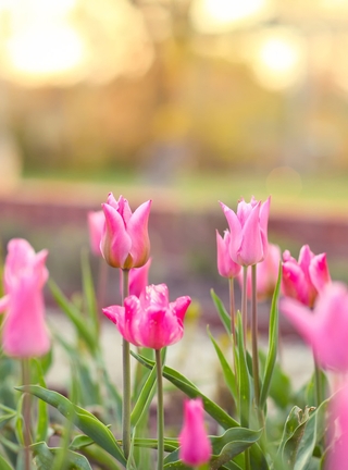 Картинка: Тюльпаны, цветы, розовые, клумба