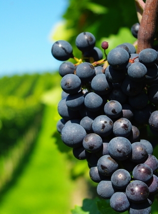 Картинка: Виноград, лоза, гроздь, плоды, виноградник, ветки, зелень, размытость
