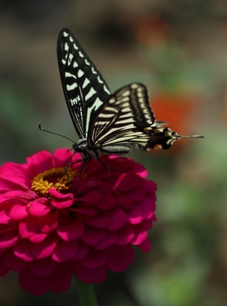 Картинка: бабочка, чёрно-белая бабочка, цветы