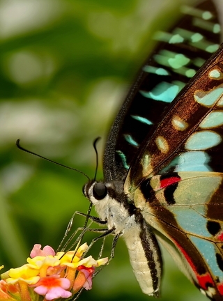 Картинка: Бабочка, крылья, усики, хоботок, цветок