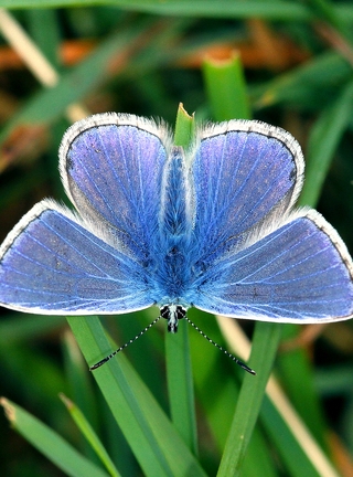 Картинка: Бабока, крылья, голубые, трава, зелень