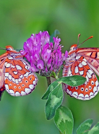 Image: Butterfly, wings, clover, sitting