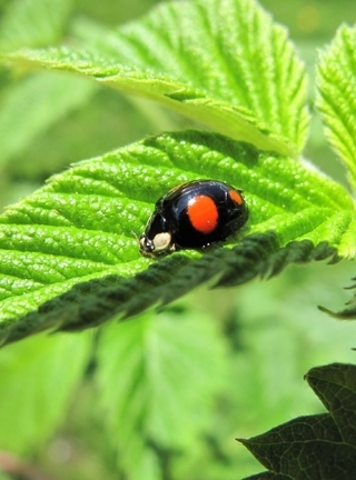Image: Black, ladybug, spots, leaf, plant, green, rays, summer, day