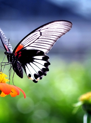 Картинка: Бабочка, крылья, нектар, пьёт, цветок, блики
