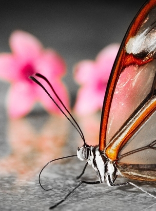 Картинка: бабочка, цветы, природа, красота