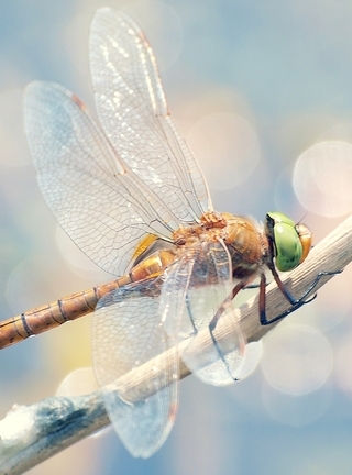 Image: Dragonfly, body, wings, eyes, twig, glare
