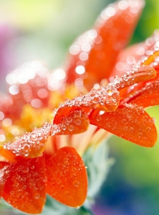 Image: Gerbera, flower, orange, drop, blur