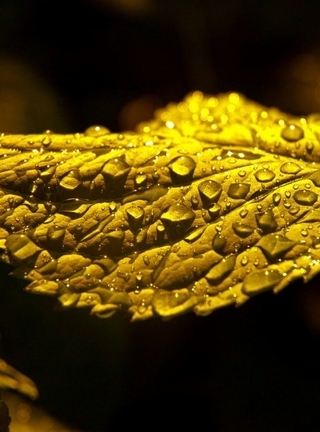 Image: Leaf, yellow, drops, water, dark background
