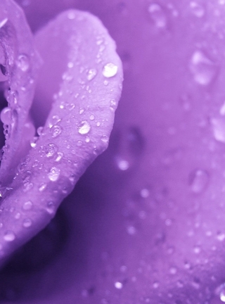 Image: Rose, drops, water, purple background