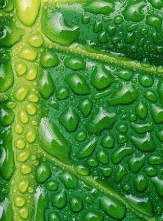 Картинка: Лист, капли, зелёный, вода, прожилки, отражение