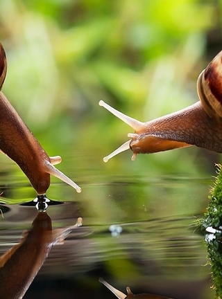 Image: Snails, couple, shell, clam, water, reflection, moss