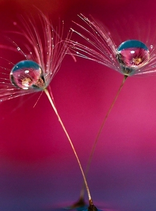 Image: Fluff from dandelion, seed, drop, dew, macro