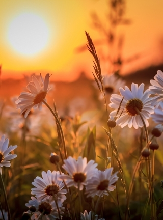Картинка: Ромашки, цветы, травинки, закат, солнце, поле