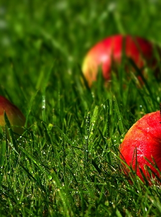 Image: Apples, grass, drops, dew