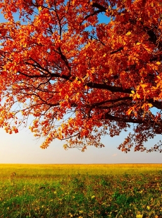 Image: Tree, autumn, leaves, branch, field, grass