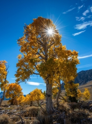 Image: Trees, yellow, mountains, sky, field, sun, rays, nature, grass