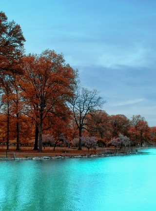 Картинка: Деревья, ветки, листья, голубое озеро, небо, осень