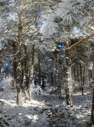 Image: Needles, forest, trees, winter, snow, day