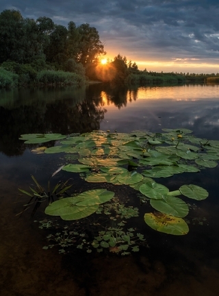 Image: River, water, pond, summer, sunset, evening, water lilies, sky