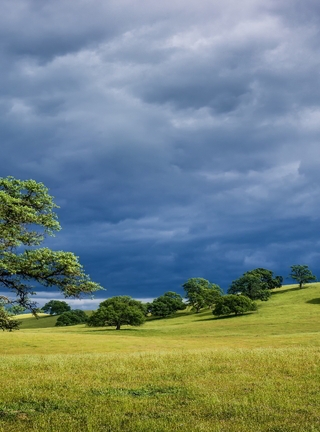 Картинка: Деревья, трава, небо, облака, холмы