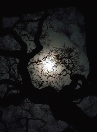 Image: Night, tree, branches, trunk, darkness, light, moon, clouds