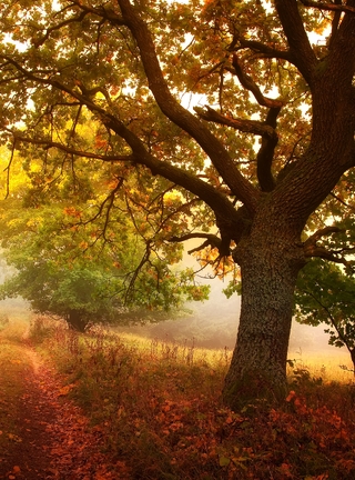 Image: Autumn, forest, tree, branches, leaves, grass, footpath, day, light