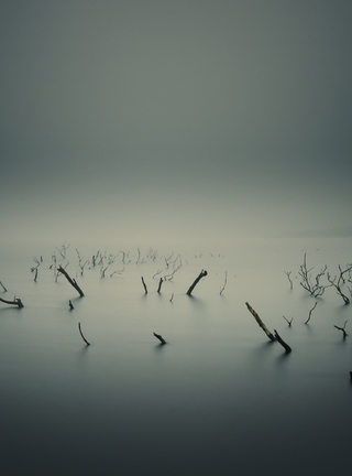 Картинка: Болото, туман, ветки, озеро, вода, корни