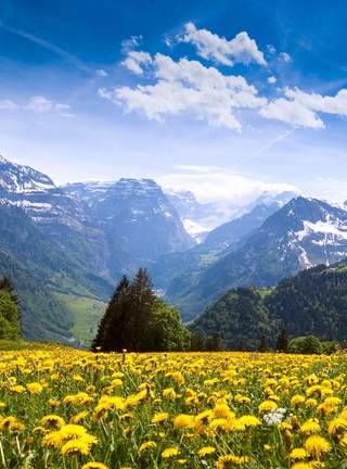 Image: Field, dandelions, trees, mountains, sky, clouds