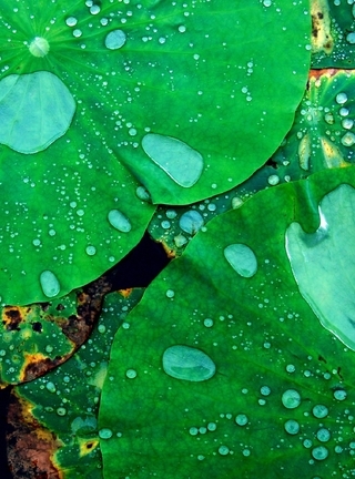 Картинка: Капли, Лотос, зеленый, листья, растение, вода