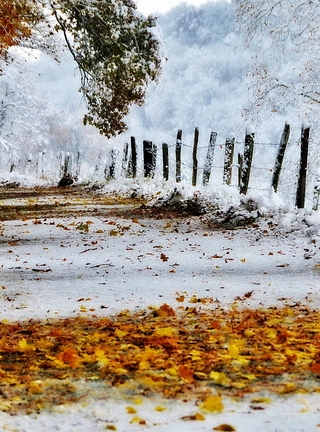 Image: Snow, yellow leaves, trees, road, fence