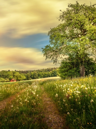 Картинка: Поле, лето, трава, одуванчики, дерево, листва, небо, дорога, домик
