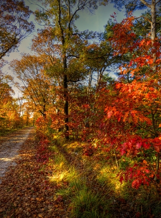 Картинка: Осень, дорожка, деревья, листья, трава, небо