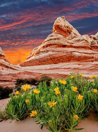 Картинка: Каньон, песок, цветы, растения, небо, облака