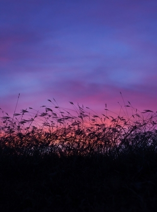 Картинка: Камыш, растение, закат, небо, вечер