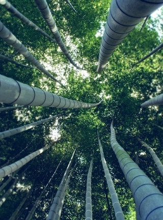 Image: trees, high, green