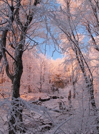 Картинка: Лес, деревья, зима, иней, снег, изморозь