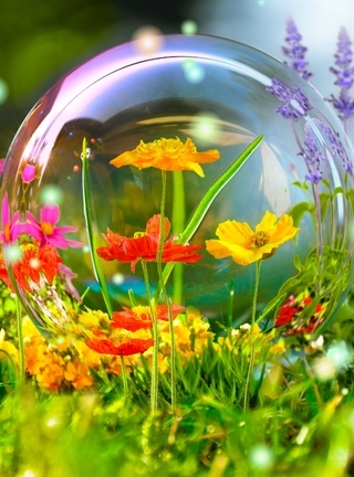Картинка: Полевые цветы, трава, насекомые, бабочка, шмель, мыльный пузырь