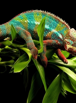 Image: Chameleon, scales, color, plant, leaves, dark background
