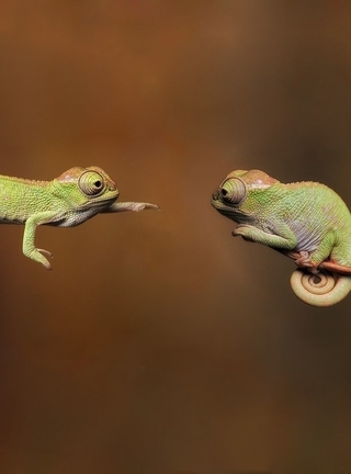 Image: Two, chameleon, branch, reach, meet