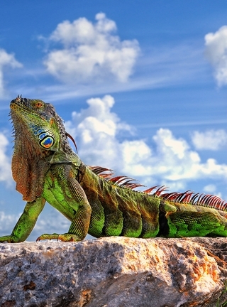 Картинка: Игуана, рептилия, зелёная, лапы, тело, голова, глаз, чешуя, камень, небо, облака