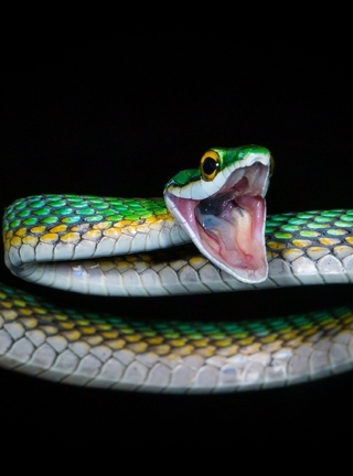 Картинка: Змея, зелёная, пасть, чешуя, чёрный фон