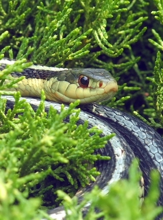 Картинка: Змея, глаза, трава, ветки, кожа, рептилия