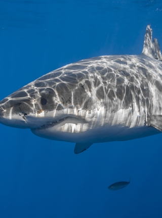Image: Shark, fish, predator, fin, nose, light