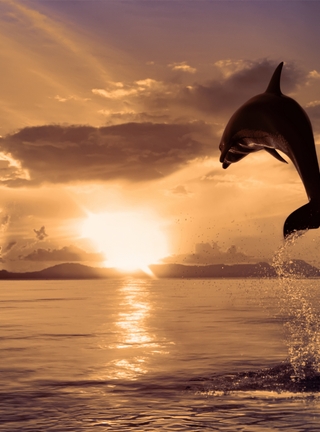 Image: Dolphin, jump, spray, drops, water, ocean, sun, sunset, sky, clouds