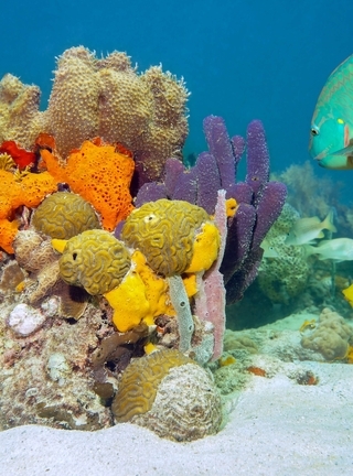 Image: Fish, corals, flora and fauna