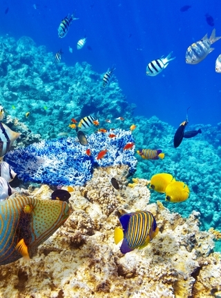 Картинка: Риф, рыбы, кораллы, океан, вода
