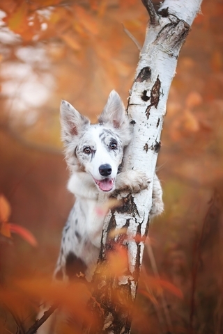 Картинка: Собака, осень, белая, берёза, ствол, пятна, размытый фон