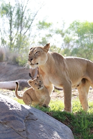 Картинка: Львица, львёнок, мать, дитя, хищник, камни